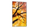 Sharp MultiSync M502 Digital signage flat panel 127 cm (50") LCD 550 cd/m² 4K Ultra HD Black 24/7 thumbnail 4