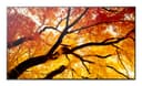 Sharp MultiSync M862 Digital signage flat panel 2.18 m (86") LCD 550 cd/m² 4K Ultra HD Black 24/7 thumbnail 1